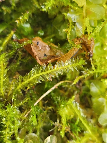 Plagiothecium laetum, 2025-06-26
