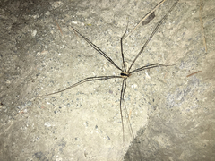 Leuronychus pacificus