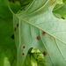 Tulip Tree Leaf Spot Gall Midge - Photo (c) matthew_wills, some rights reserved (CC BY-NC), uploaded by matthew_wills