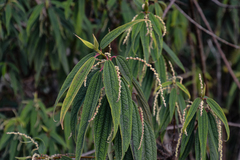 Boehmeria penduliflora