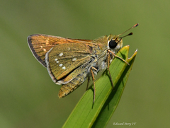 Hesperia attalus slossonae