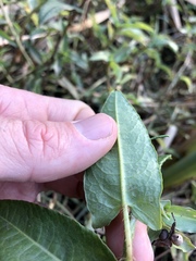 Persicaria strigosa