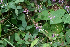 Desmodium pringlei