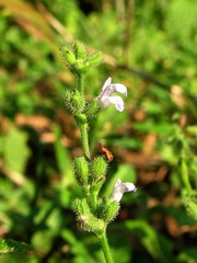 Salvia occidentalis