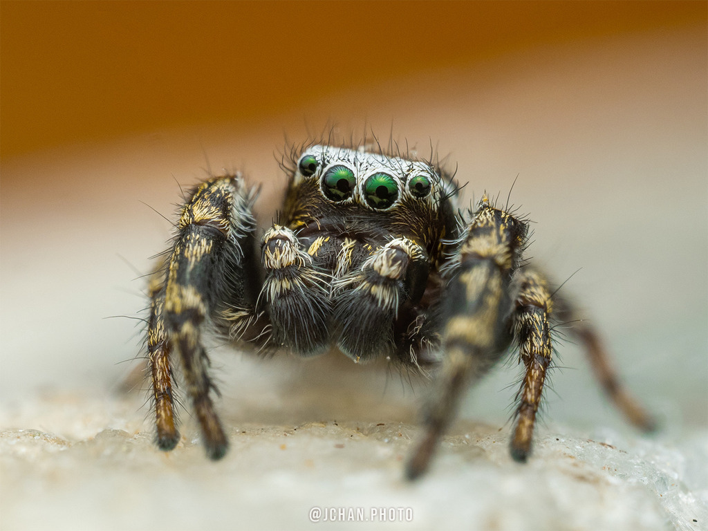 Dendryphantes
