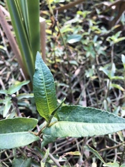 Persicaria strigosa