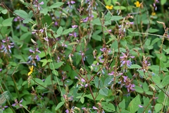 Desmodium pringlei