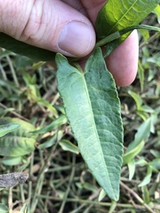 Persicaria strigosa