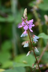 Desmodium pringlei