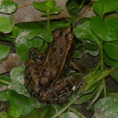 Lithobates kauffeldi