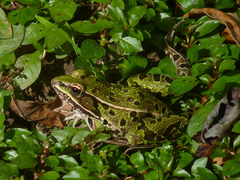 Lithobates kauffeldi