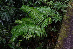 Asplenium nitens