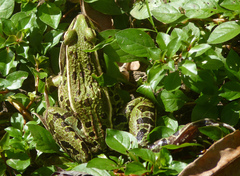 Lithobates kauffeldi