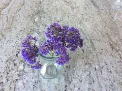 Limonium sinuatum
