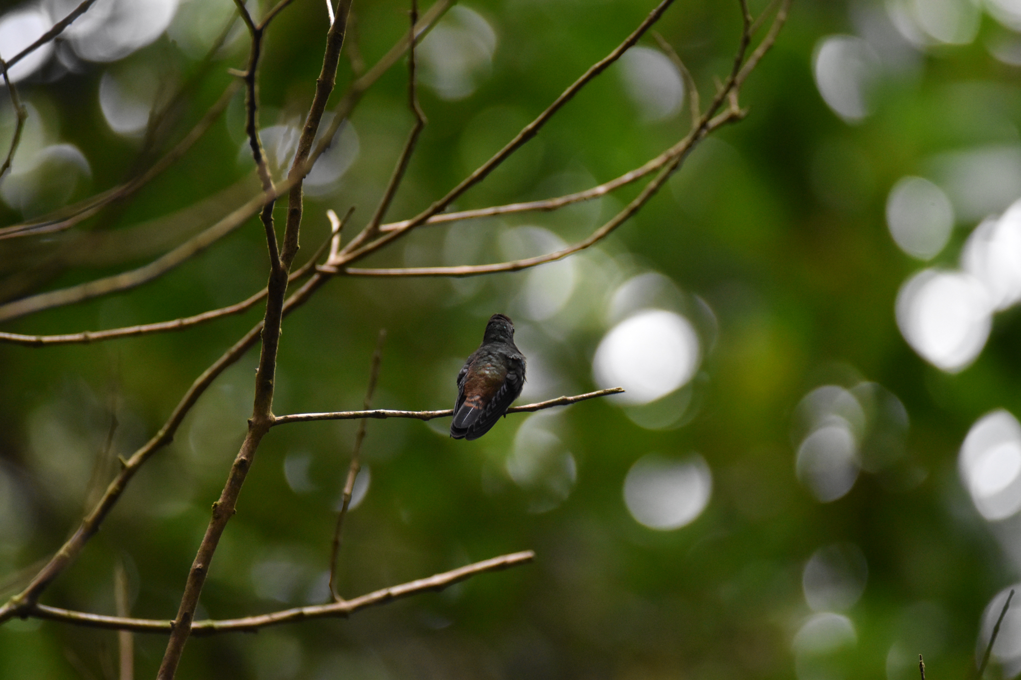 Copper-rumped Hummingbird (Saucerottia tobaci), photo 3
