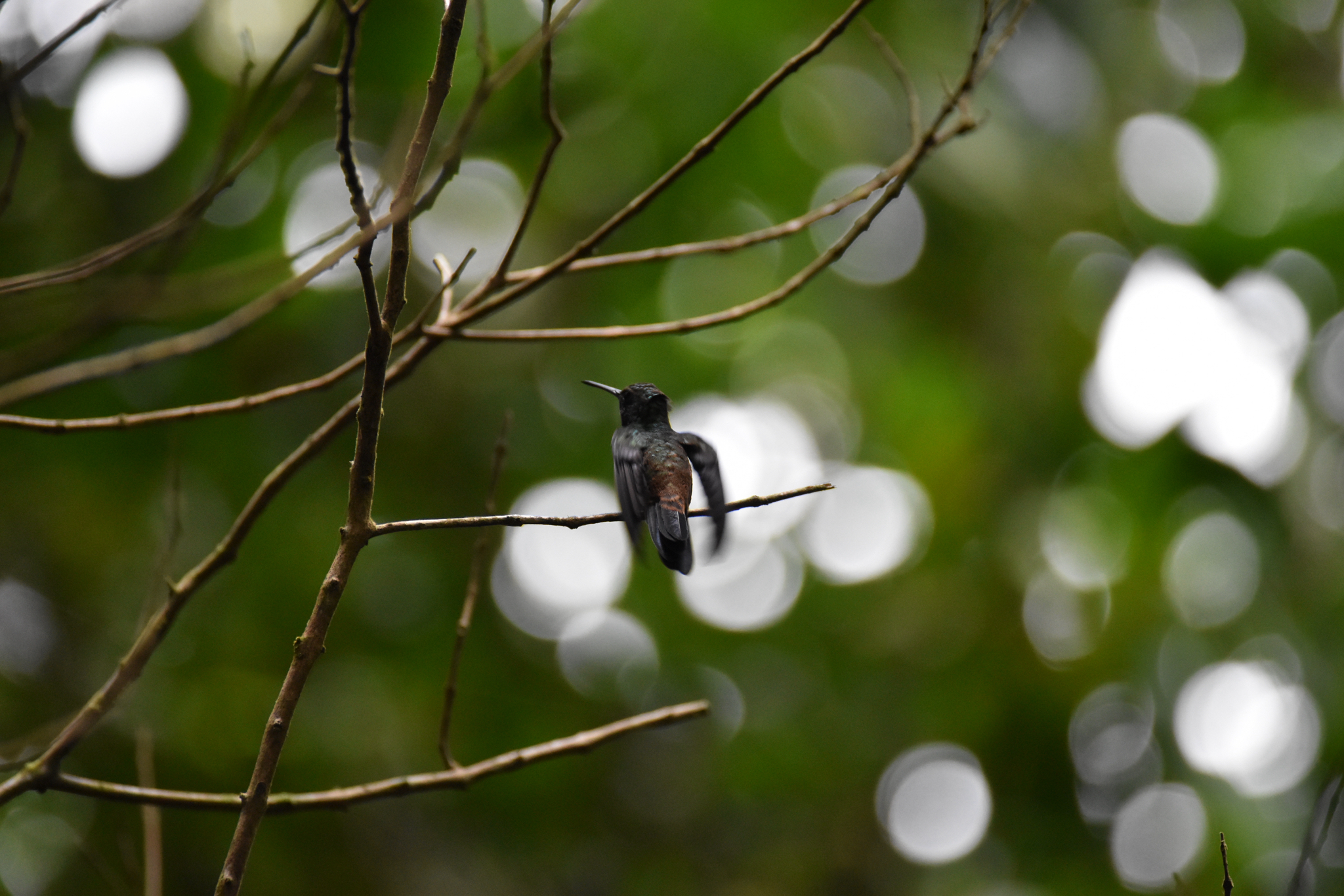 Copper-rumped Hummingbird (Saucerottia tobaci), photo 8