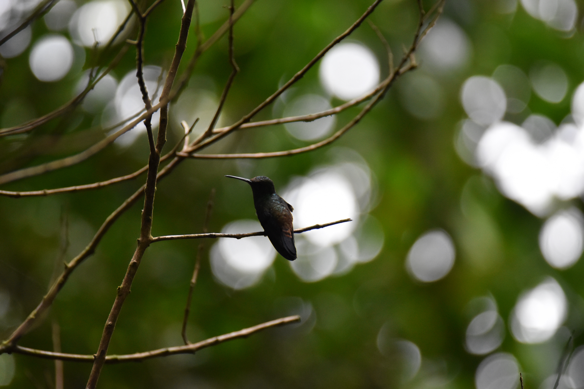 Copper-rumped Hummingbird (Saucerottia tobaci), photo 10