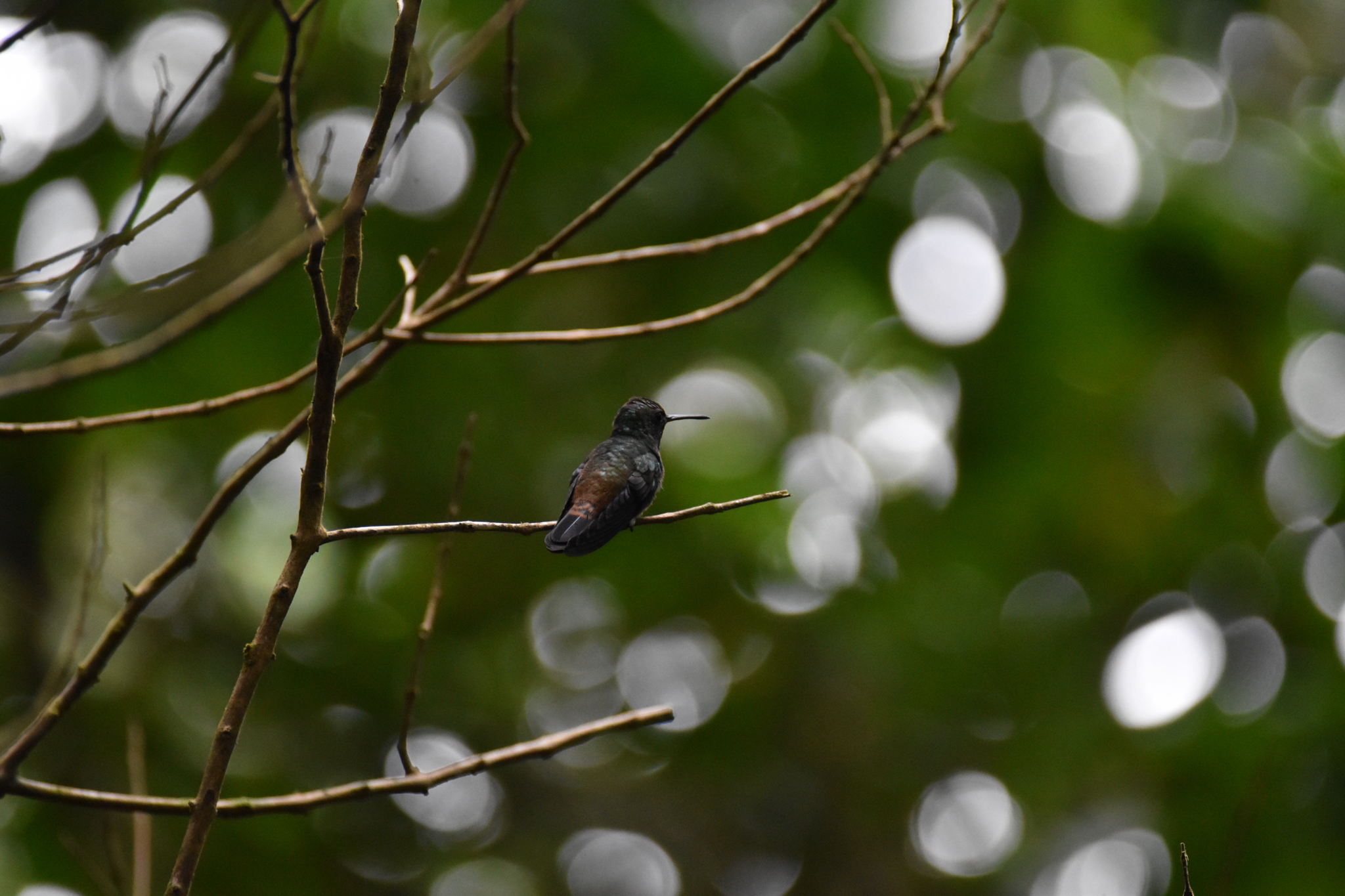 Copper-rumped Hummingbird (Saucerottia tobaci), photo 9