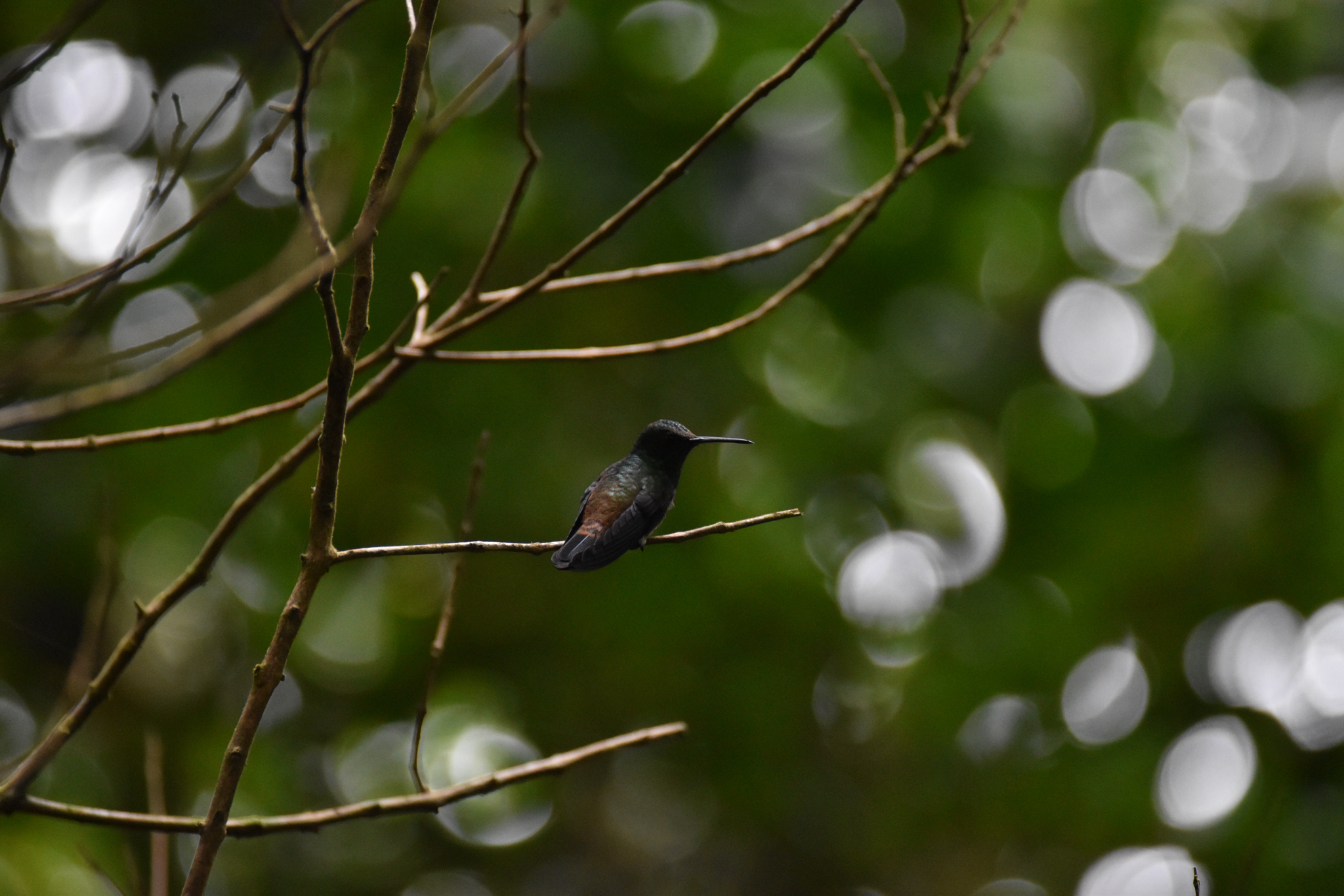 Copper-rumped Hummingbird (Saucerottia tobaci), photo 2
