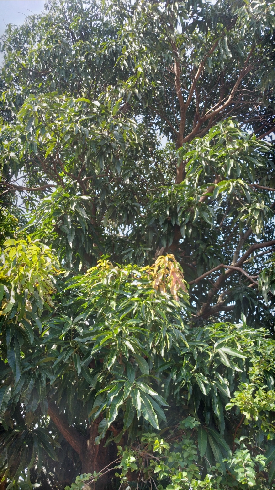 Mangifera indica
