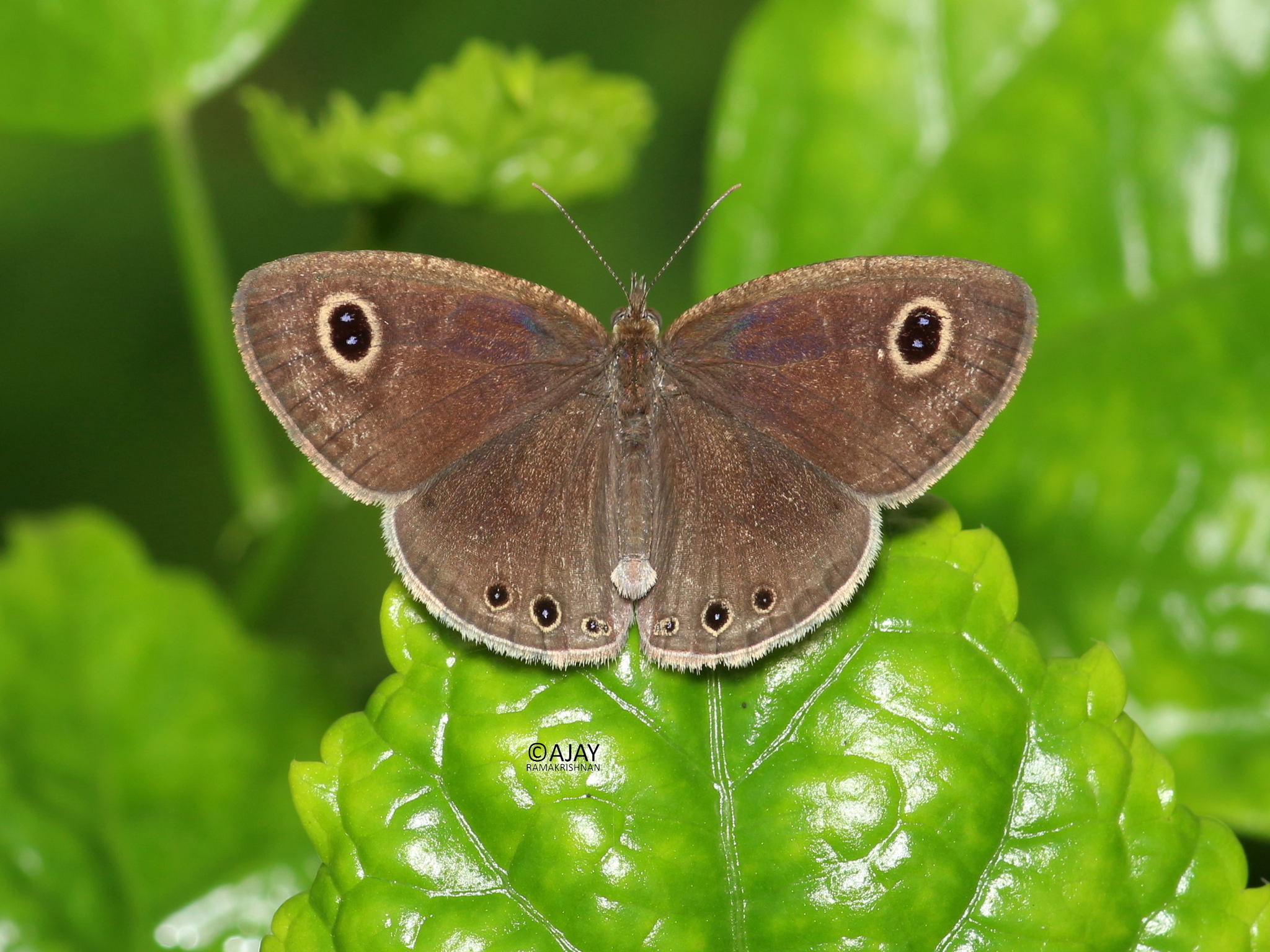 Common Four-Ring