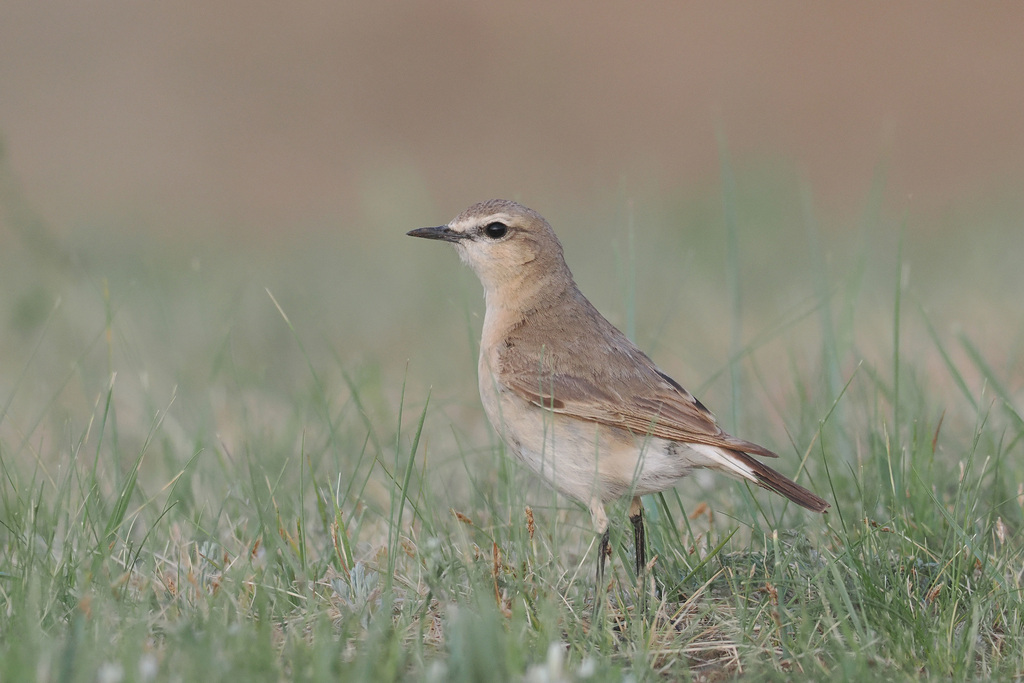 Isabelline Wheatear (Oenanthe isabellina) photo