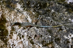 Anolis bartschi