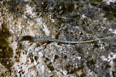 Anolis bartschi