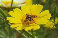 Thyridanthrax nugator