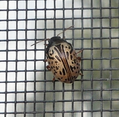 Calligrapha philadelphica