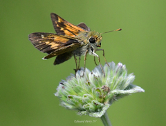 Hesperia attalus slossonae