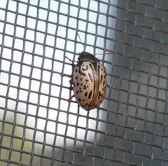 Calligrapha philadelphica