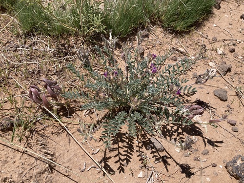 Santa Fe Milkvetch (Astragalus feensis)