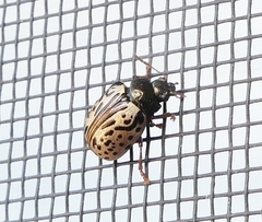 Calligrapha philadelphica