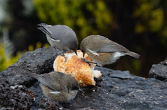 Zosterops borbonicus