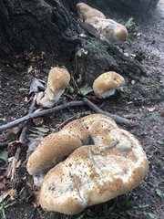 Pseudoinonotus