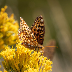 Speyeria coronis