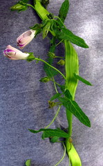 Ipomoea decasperma