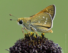 Hesperia attalus slossonae