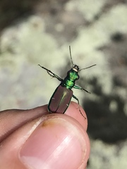 Cicindela splendida