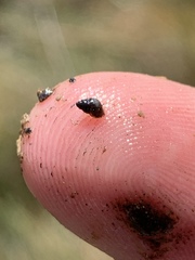 Pyrgulopsis bacchus