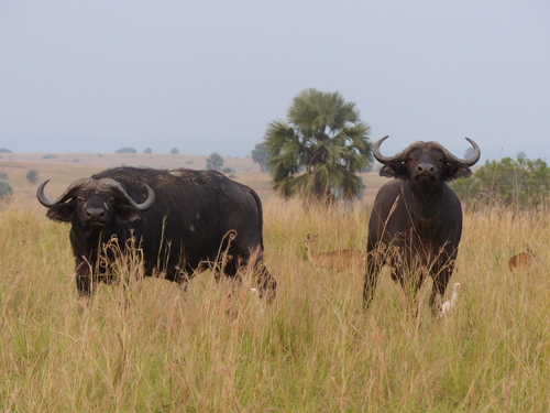 African Buffalo