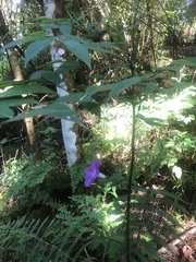 Ipomoea silvicola