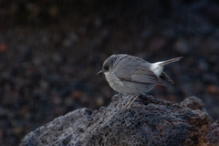 Zosterops borbonicus