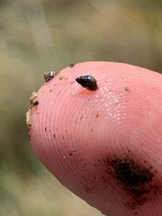 Pyrgulopsis bacchus