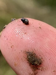 Pyrgulopsis bacchus