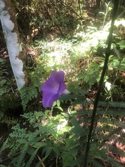 Ipomoea silvicola
