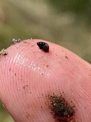Pyrgulopsis bacchus