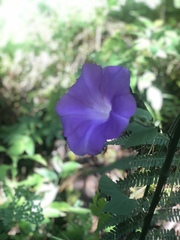 Ipomoea silvicola