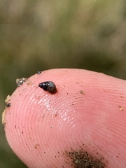 Pyrgulopsis bacchus